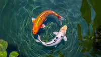 Everything About Pisces: Personality Traits, Career, Romance, and Compatibility