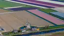 Pandangan udara dari kincir angin dan ladang bunga tulip di Keukenhof, Lisse, Belanda, Rabu (10/4). Tulip beraneka warna tersebar di lahan seluas puluhan hektare. (AP Photo/Peter Dejong)