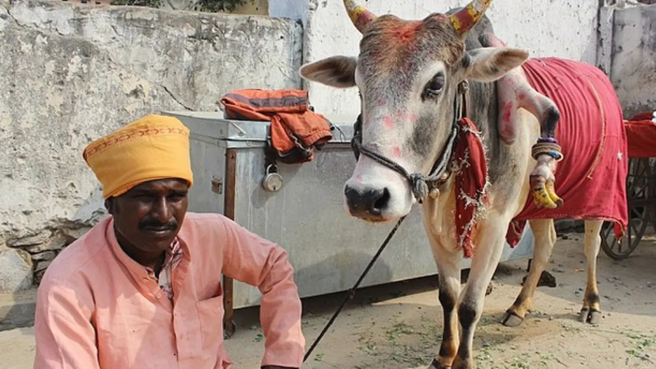 nikah-sapi-131227b.jpg