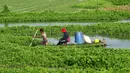 <p>Para petani memanen mimosa air dari perahu di sebuah perkebunan di Phnom Penh, Kamboja, 28 April 2022. Mimosa air adalah hidangan sayuran yang populer di Kamboja. (TANG CHHIN Sothy/AFP)</p>
