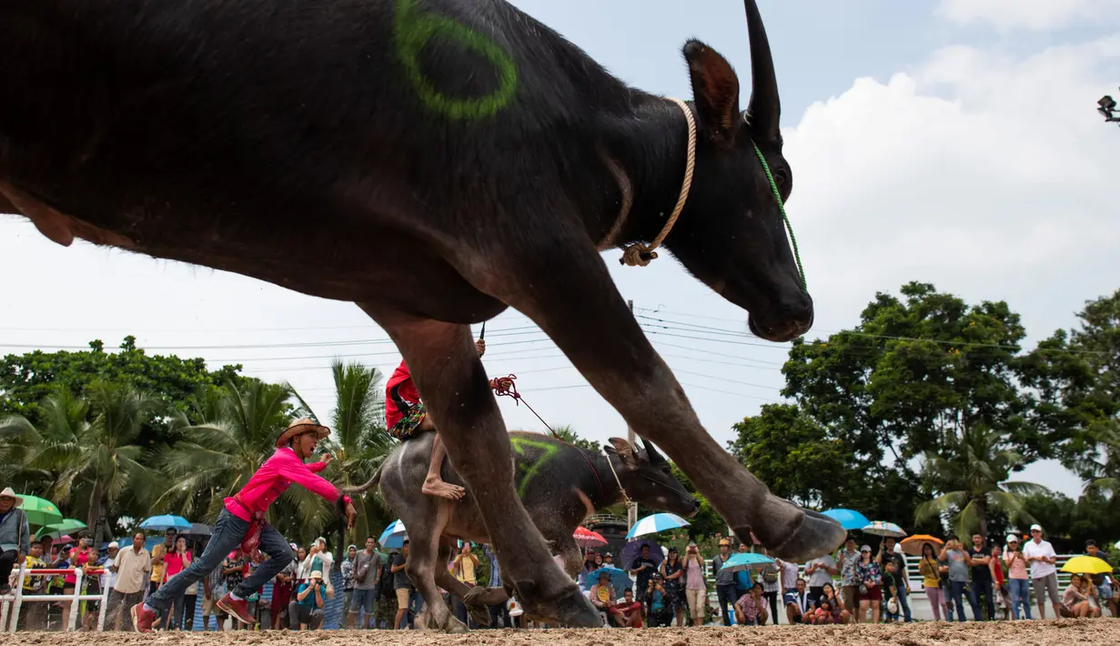 Para joki memacu kerbaunya dalam perlombaan balap kerbau tahunan di Chonburi, Thailand, Selasa (23/10). Lomba ini menandai berakhirnya musim hujan dan awal panen padi dalam tradisi yang berumur lebih dari satu abad. (Jewel SAMAD/AFP)
