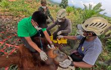 Sempat Gunakan Rakit, BBKSDA Sumut Lepasliarkan Orangutan Sumatra ke Hutan Primer TNGL