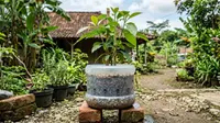 Cara Membuat Pot Galon Anti Becek untuk Alpukat, Akar Sehat dan Cepat Tumbuh