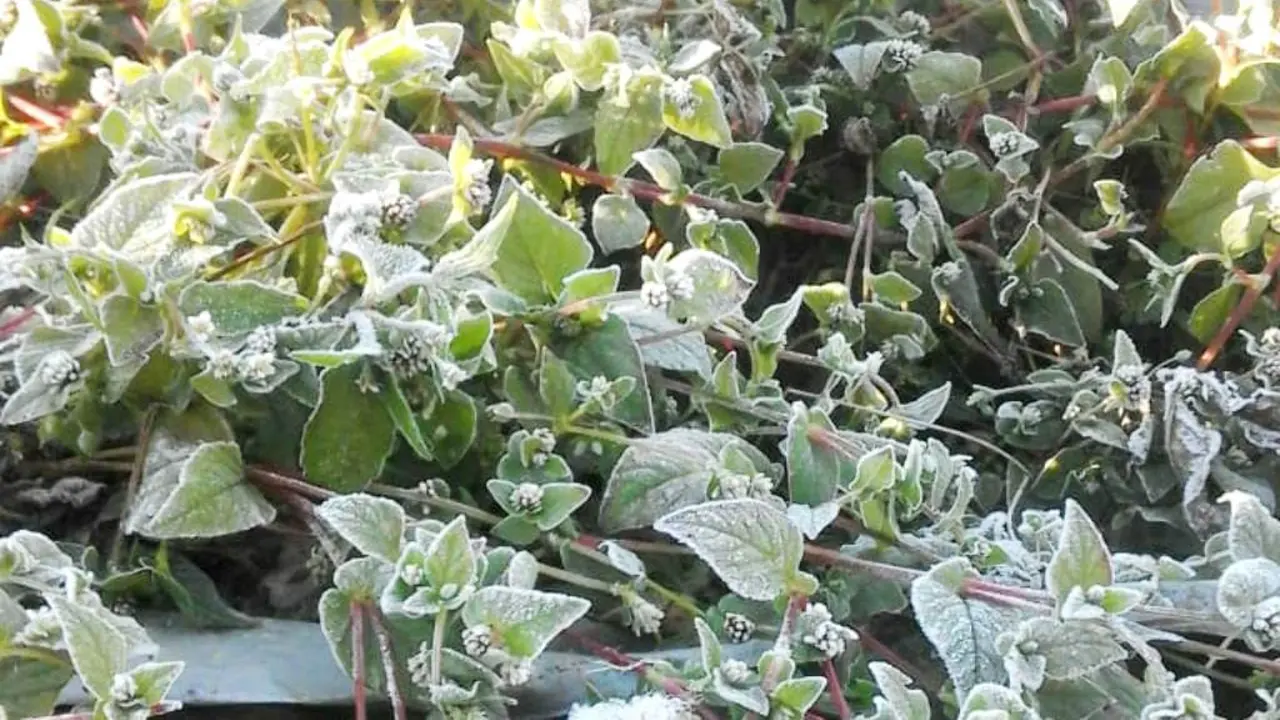 Embun es menyelimuti rumput, semak dan tanaman kentang dan sayuran milik petani Dieng, Banjarnegara. (Foto: Liputan6.com/Sudarno SRU RAPI BNA/Muhamad Ridlo)
