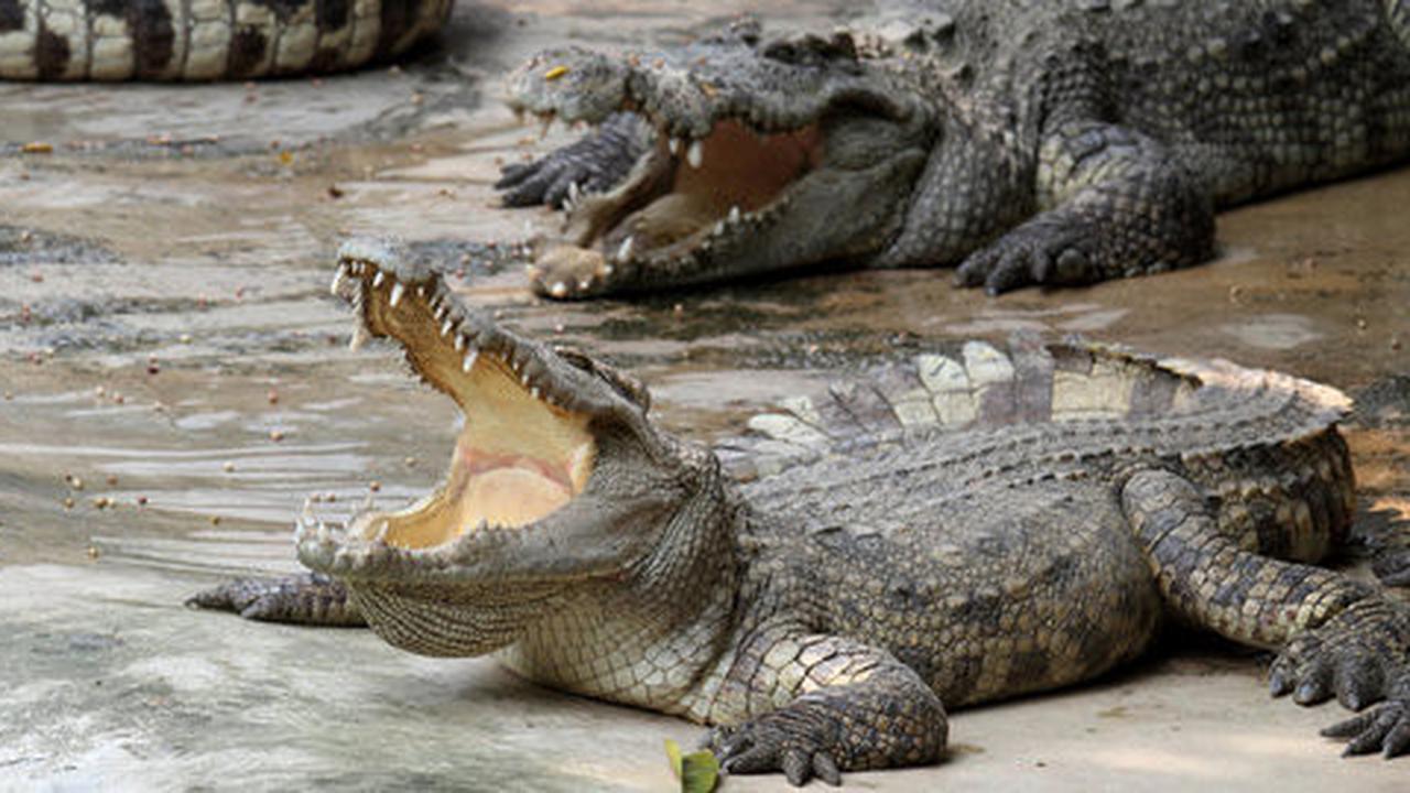 Nekat duel dengan buaya, Sapriadi kalah dan luka parah di leher