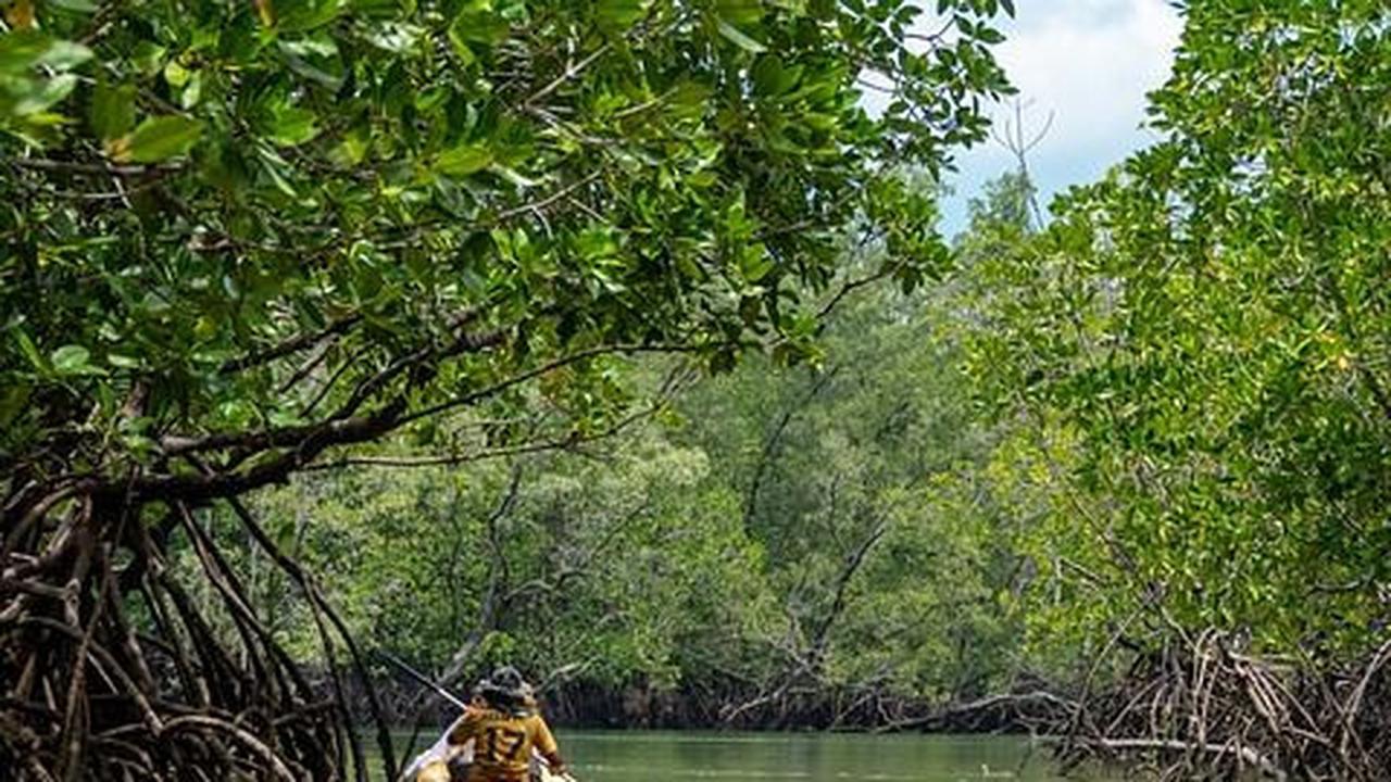 Wisata Mangrove Gunung Anyar