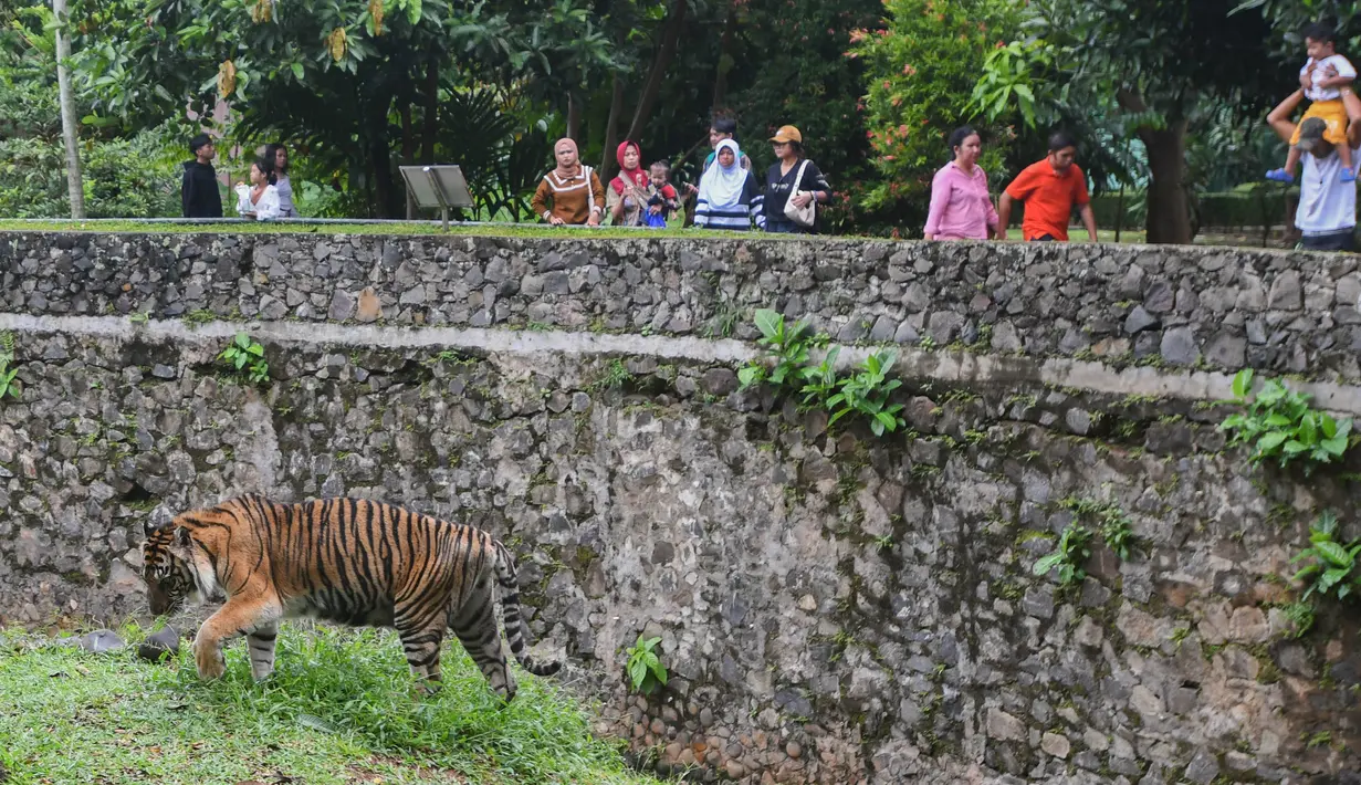Pada masa libur Lebaran 2025, pengelola Kebun Binatang Ragunan memprediksi masih akan terjadi lonjakan pengunjung dalam beberapa hari ke depan. (merdeka.com/Arie Basuki)