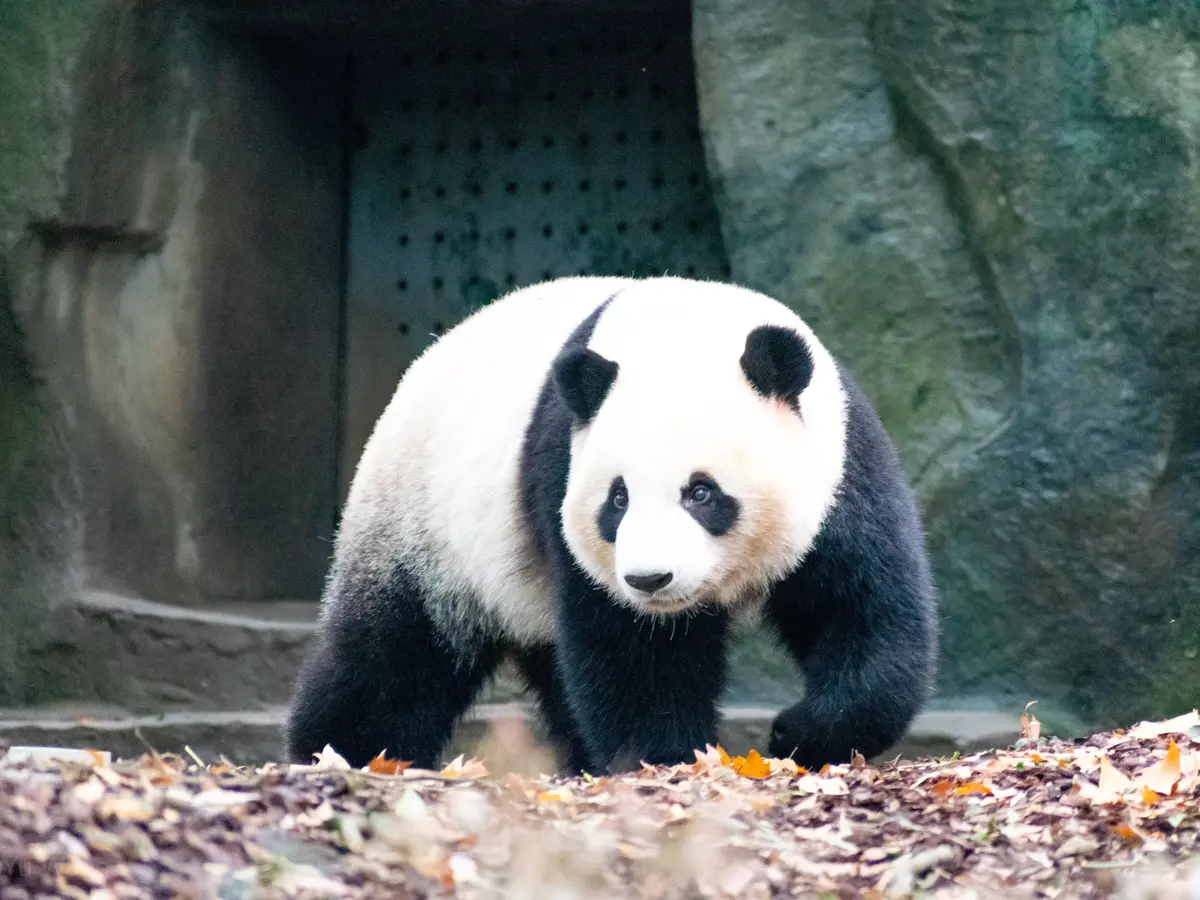 Pengalaman Unik Melihat Panda Di Dalam Mimpi