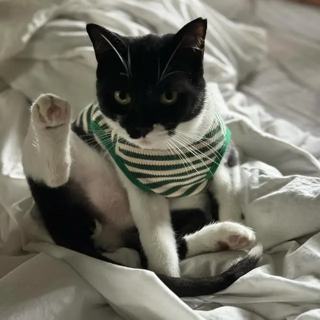 Foto-foto Kucing Nirina Zubir/Instagram @nirinazubir_