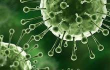 Cara Mencegah Penularan Virus Nipah, Kenali Gejalanya