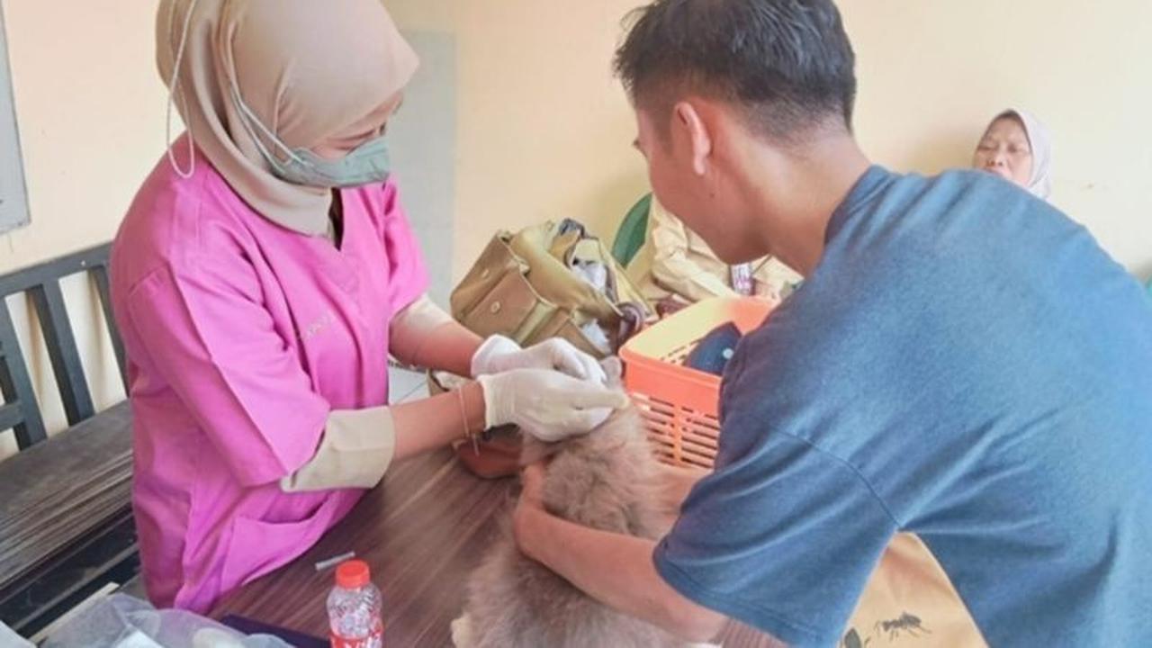 Tahukah Anda? Sudin KPKP Jakbar Sukses Vaksinasi 137 Hewan Penular Rabies di Enam Kelurahan Sekaligus!