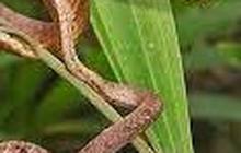 Penemuan Spesies Baru Ular yang Tiba-Tiba Muncul di Pohon, Ilmuwan Langsung Teliti