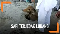 Seekor sapi terjatuh ke lubang sedalam 12 meter di India. Proses penyelamatan berlangsung selama 6 jam dengan menggunakan alat berat.