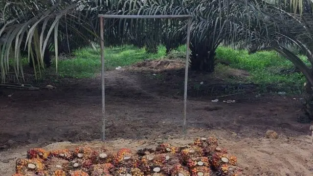 Panen TBS di perkebunan Sumut