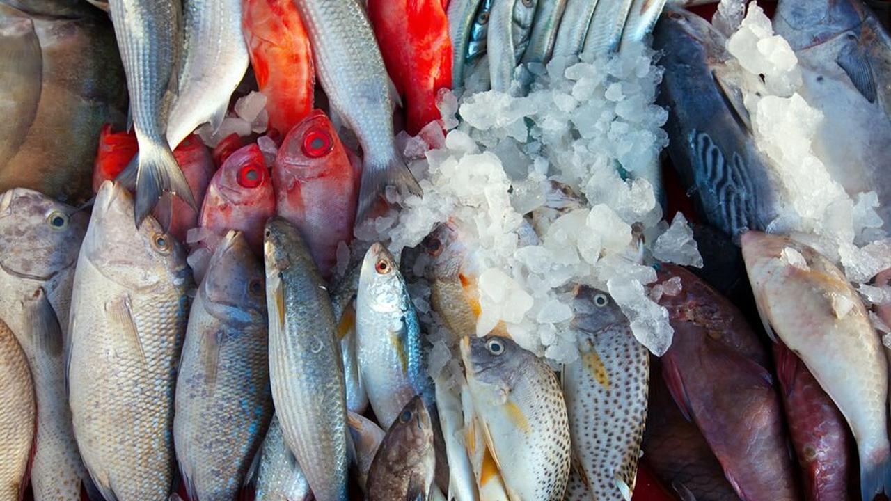 Makan Ikan Bikin Anak Cerdas? Ini Faktanya