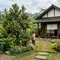 7 Jenis Pohon Buah yang Cocok untuk Rumah Bergaya Jepang, Mudah Dirawat di Indonesia