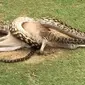 Hii...Ular Phyton Australia Ini Telan Bulat-bulat Kanguru (Robert Willemse/Diambil dari BBC)