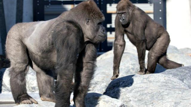 Unduh 76 Gambar Gorila Galau  Gratis HD