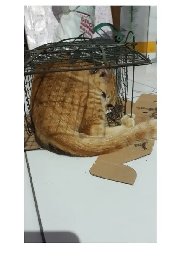 10 Potret Kucing Memaksa Masuk Kardus Ini Bikin Gemas, Enggak Sadar Ukuran