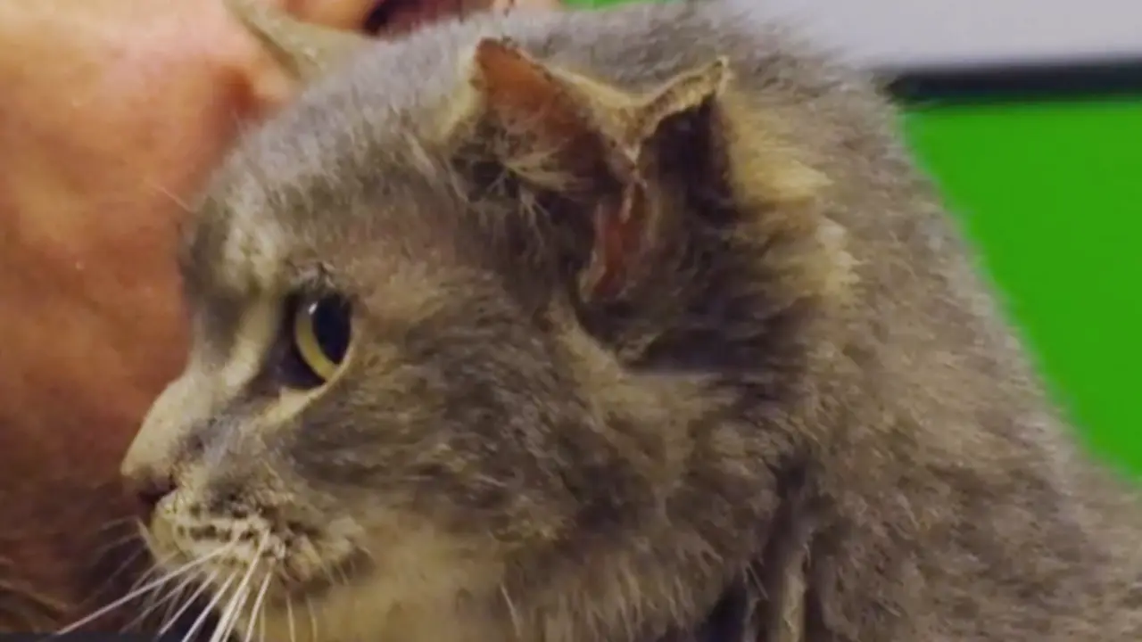 Kucing Bertelinga Tiga yang Jadi Pusat Perhatian 