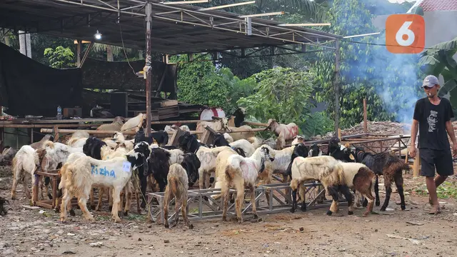 Ilustrasi Hewan Kurban, Idul Adha, Daging Kurban, Kambing (Foto: Aditya Eka Prawira/Liputan6.com)