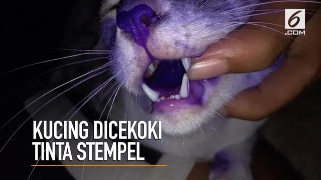 Kasihan, seekor kucing ditemukan di jalanan usai dicekoki tinta stempel.