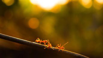 Ilmuwan Percaya Ada 20 Kuadriliun Semut di Bumi