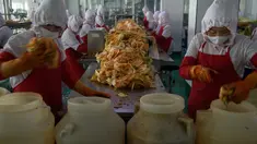 Dalam foto pada 1 Desember 2020, pekerja menyortir kubis di lini produksi pembuatan kimchi di Pabrik Kimchi Ryugyong di Pyongyang, Korea Utara. Setiap tahunnya, pabrik itu menghasilkan sekitar 4.200 ton acar khas Korea yang terbuat dari sayuran kubis yang diawetkan tersebut. (KIM Won Jin/AFP)