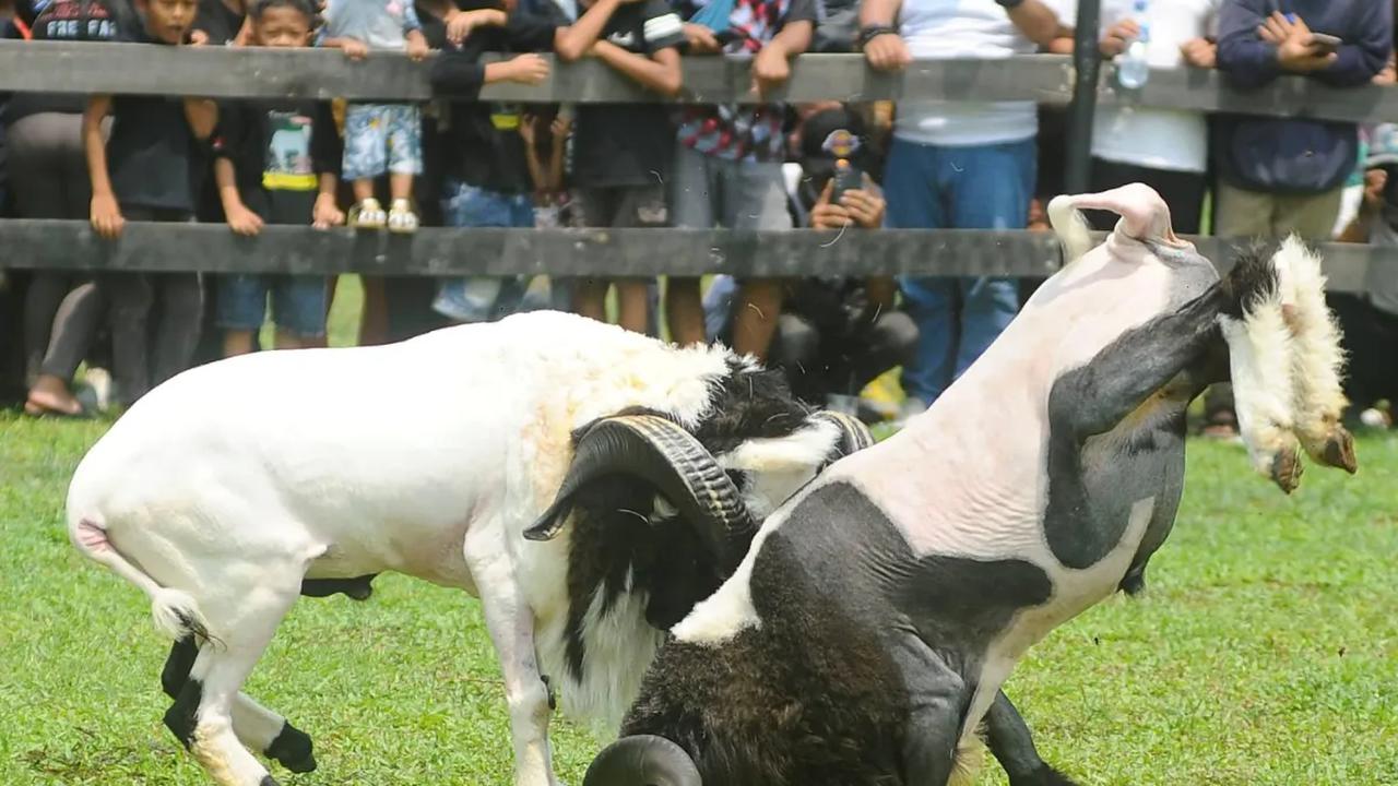 Antusiasme warga saat menyaksikan ketangkasan domba Garut dalam kegiatan Festival Ternak dan Seni Ketangkasan Domba Garut (SKDG) yang digelar di halaman Stadion Pakansari, Cibinong, Bogor, Minggu (12/11/2023).
