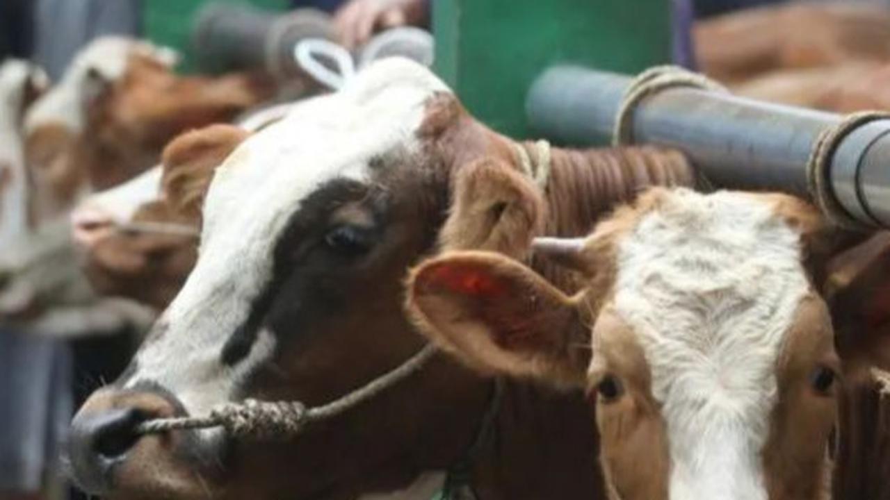 DPKP DIY Jamin Ketersediaan Hewan Kurban Idul Adha 2025, meski 40 Persen dari Luar Daerah