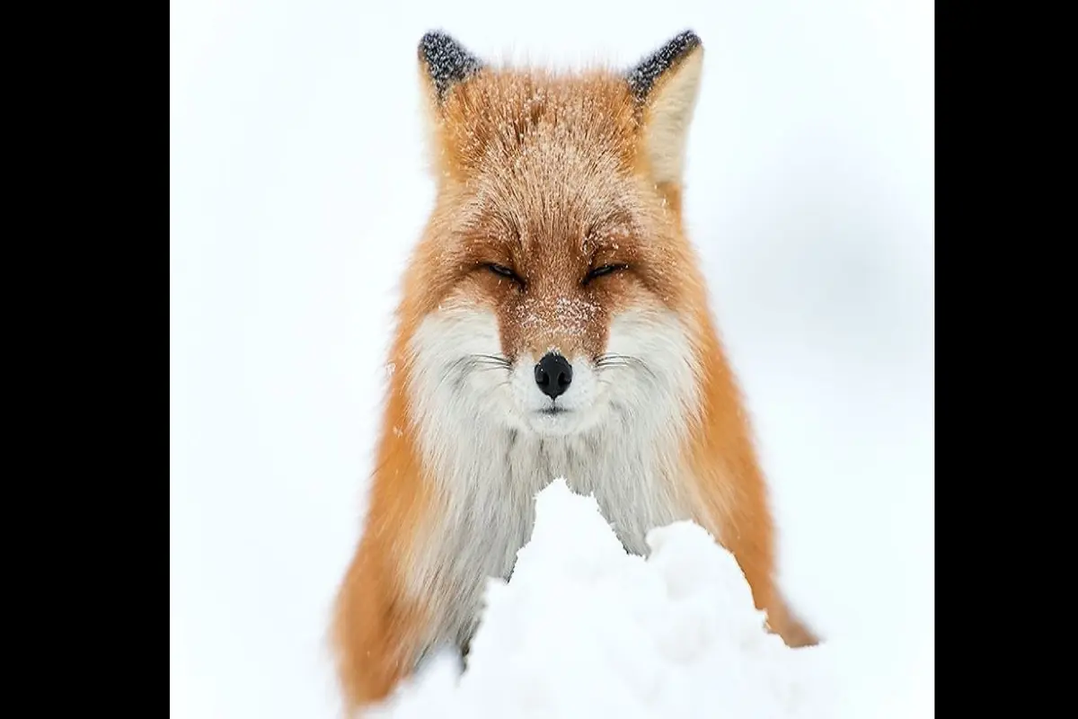Rubah di Rusia. (ivankislov.ru/Facebook)