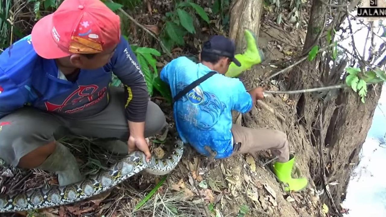 Video detik-detik pria berbaju biru yang terlilit ular piton itu viral beredar di berbagai media sosial. Pria yang diketahui bernama Bambang ini memancing di dekat sebuah pohon.&nbsp;