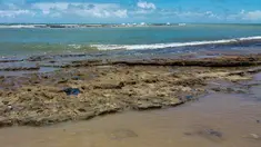 Gambar yang dirilis pada 7 Oktober 2019 memperlihatkan minyak tumpah di pantai Pontal de Coruripe di Coruripe, negara bagian Alagoas, Brasil. Tumpahan minyak yang telah mengering sejak beberapa pekan terakhir telah mencemari 132 pantai di kawasan timur laut Brasil. (HO/IBAMA/AFP)