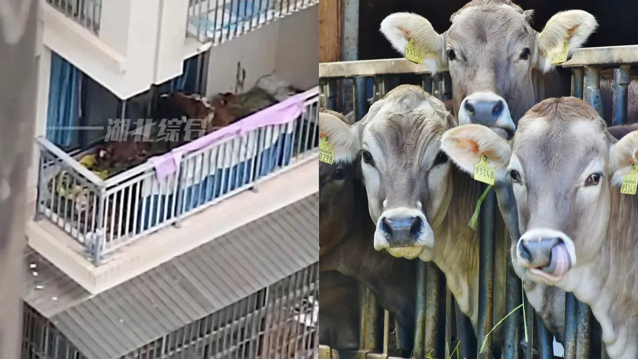 Pelihara Sapi di Apartemen