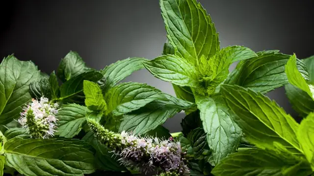 4 Tanaman Herbal Bisa Jadi Dekorasi Rumah?