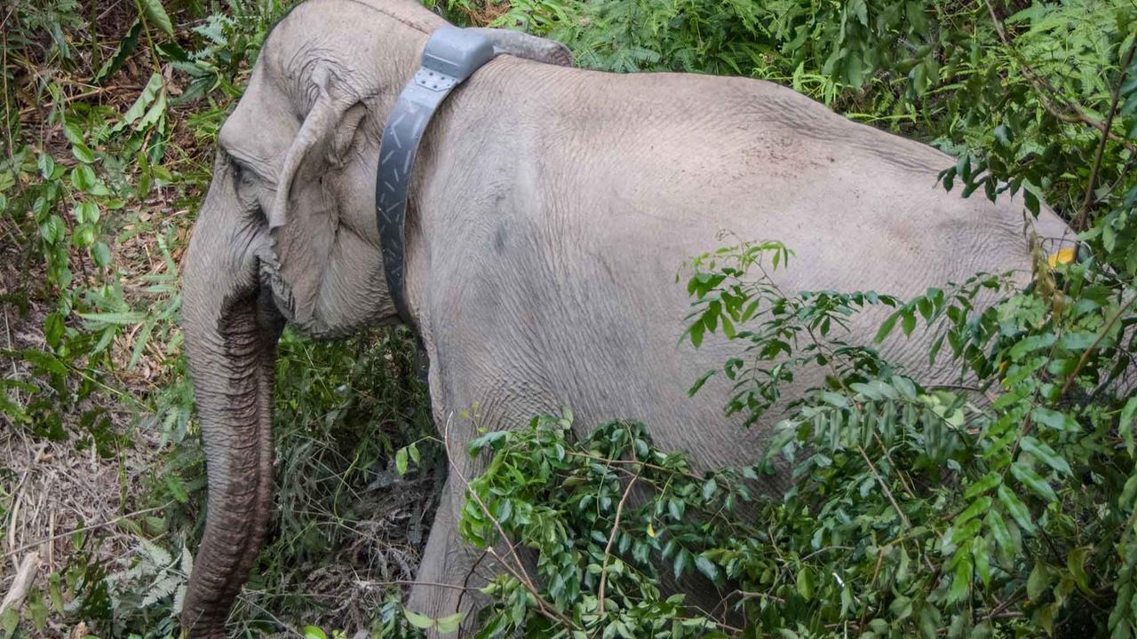 FOTO: Kalung GPS untuk Gajah Liar, Langkah Kecil untuk Menyelamatkan Gajah Sumatera