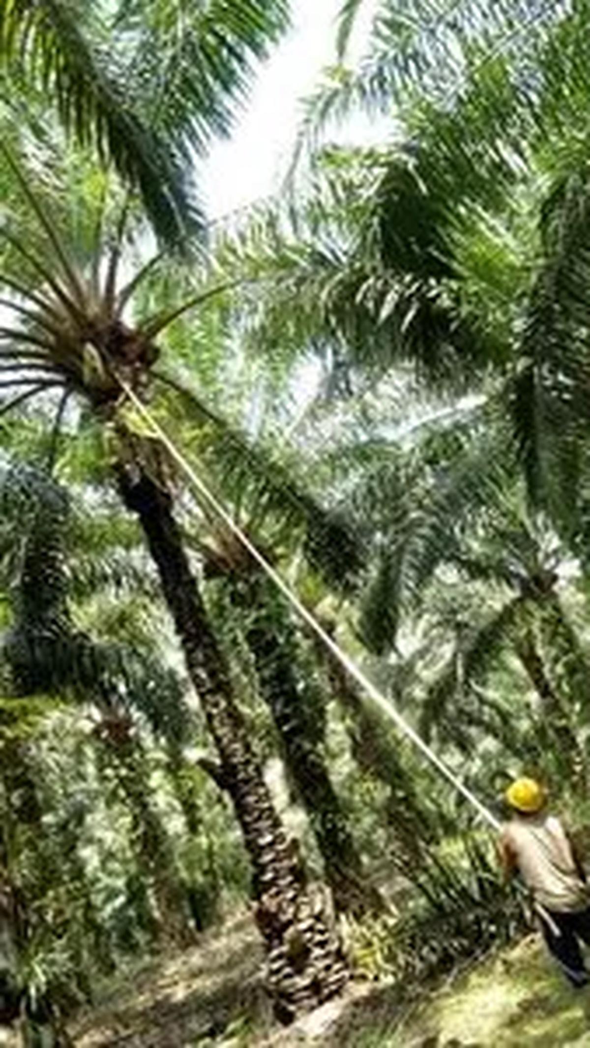 Tanpa Perluasan Lahan, Produksi Sawit Capai 100 Juta Ton di 2045