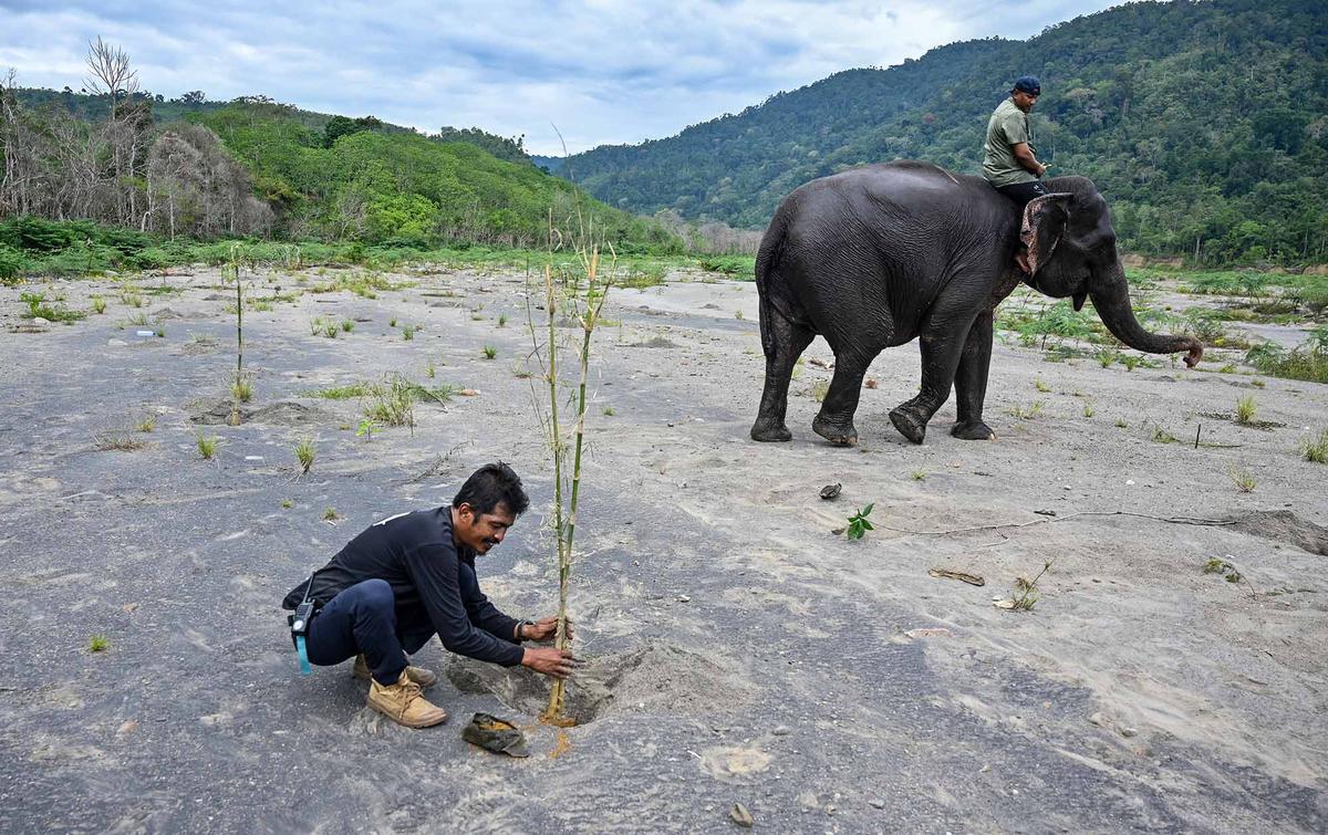 Ratusan Ribu Pohon Ditanam di DAS Peusangan Aceh