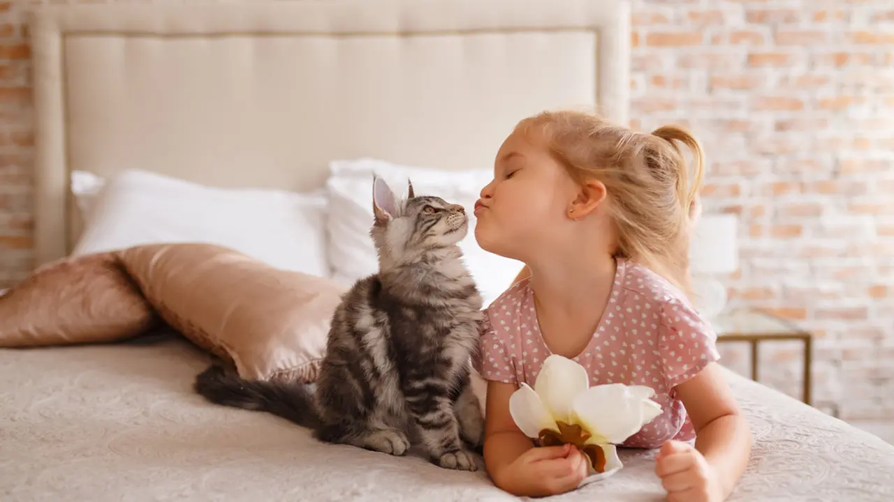 Anakan atau Kucing Dewasa, Mana yang Paling Tepat Dijadikan Teman di Rumah?
