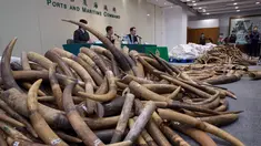 Sejumlah gading gajah sitaan diperlihatkan oleh Bea Cukai Hong Kong, Kamis (6/7). Otoritas Hong Kong menyita kargo berisi gading seberat 7,2 ton yang berasal dari Malaysia dengan nilai USD9 juta atau setara Rp120 miliar. (AP Photo/Kin Cheung)