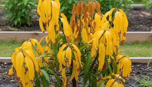 Tanaman Buah Kelebihan Air (Gemini AI)