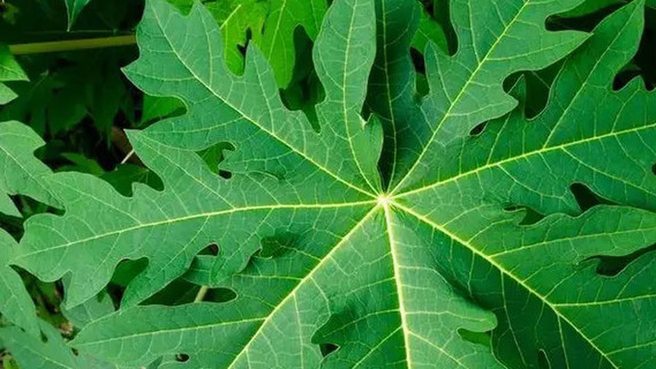 Rahasia Daun Pepaya, Solusi Alami untuk Menurunkan Kolesterol Tinggi