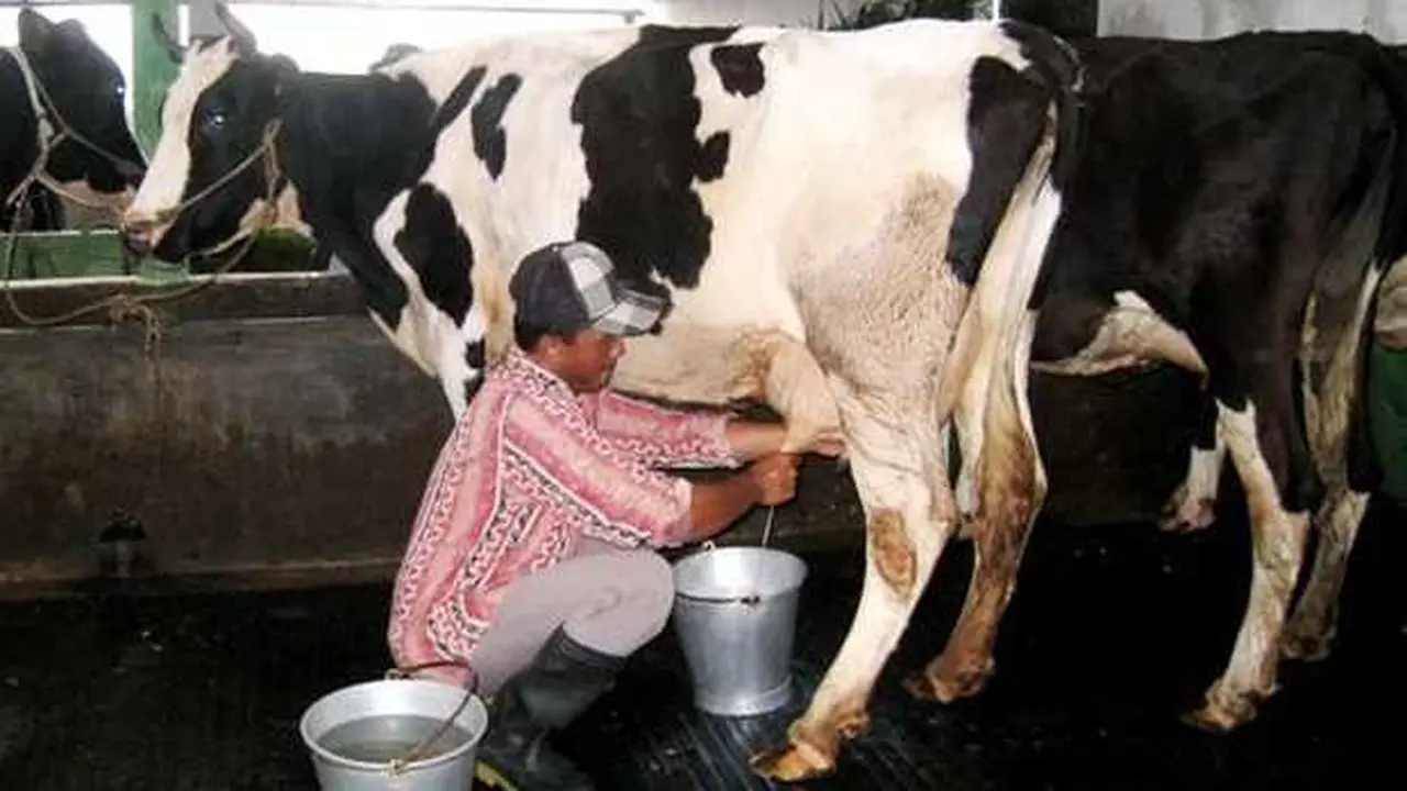 Aktivitas peras susu di KUD Argopuro Probolinggo  (Istimewa)