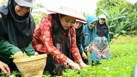 Penasihat Dharma Wanita Persatuan (DWP) Kementerian Pertanian RI, Tami Sudaryono, menggelar kegiatan panen hortikultura bersama Kelompok Wanita Tani (KWT) Cemara di Kelurahan Sukamaju, Kecamatan Sail, Kota Pekanbaru, Riau, Senin (3/2/2025). (Tim News).