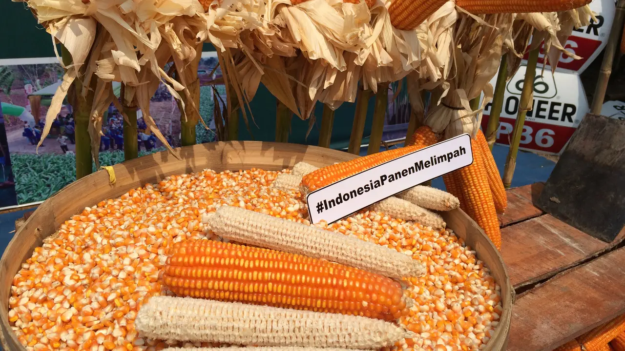 Benih Jagung Tahan Bulai