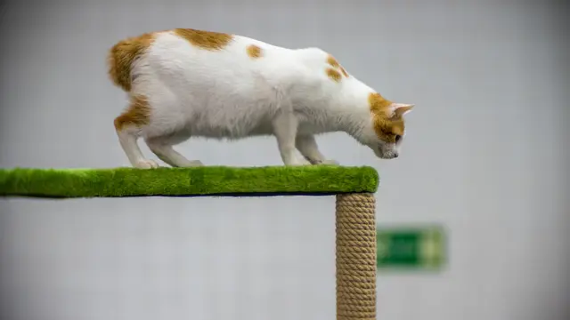 Kucing Japanese Bobtail