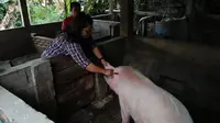 Ternak di Tapanuli Utara Mendadak Mati, Serangan Hog Cholera?