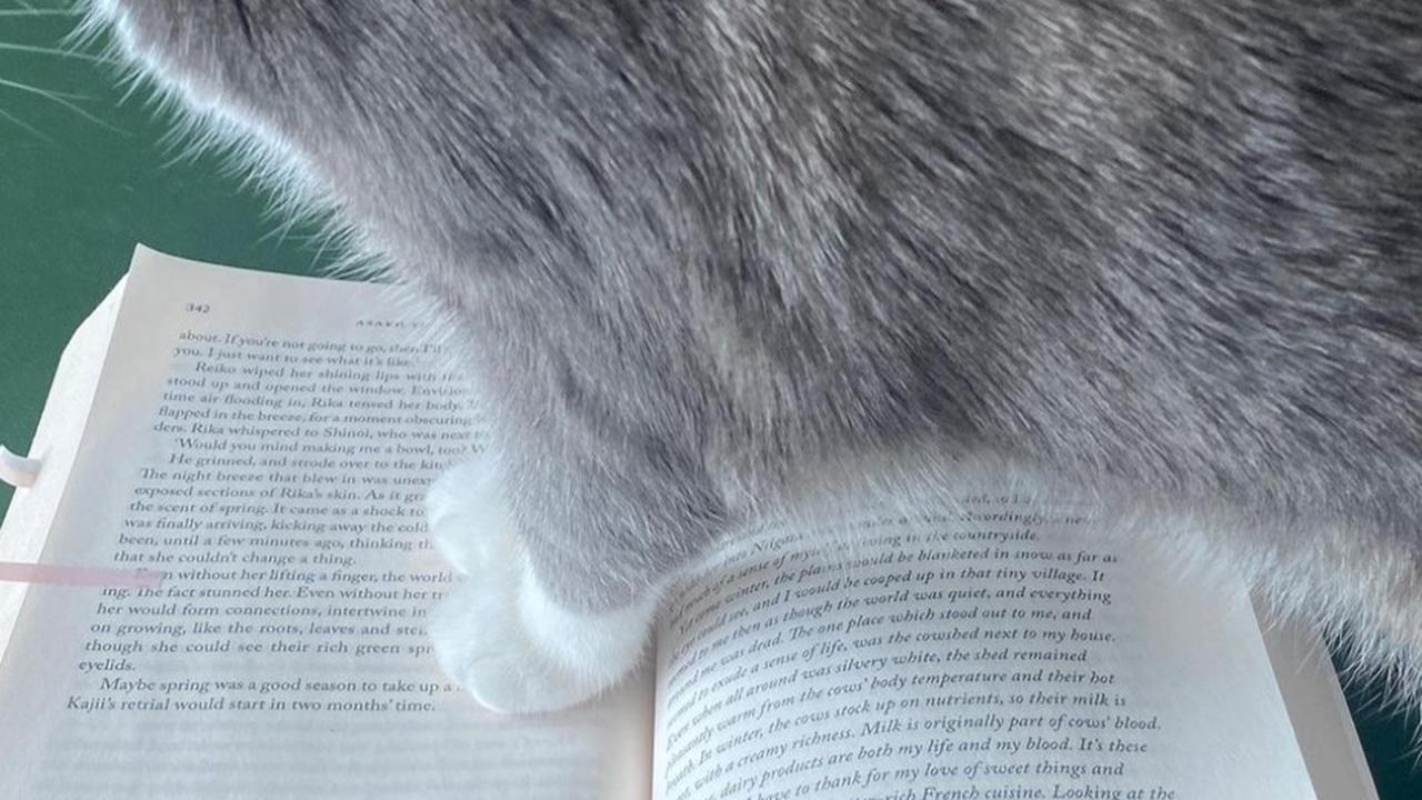Sherina Munaf pernah membagikan momen bacanya, terlihat sangat menikmati aktivitas tersebut, meski diganggu oleh kucing kesayangannya.<br>