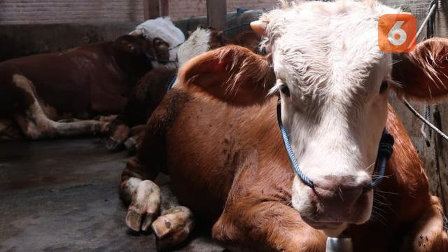 7 Arti Mimpi Sapi, Dipercaya Membawa Kabar Baik