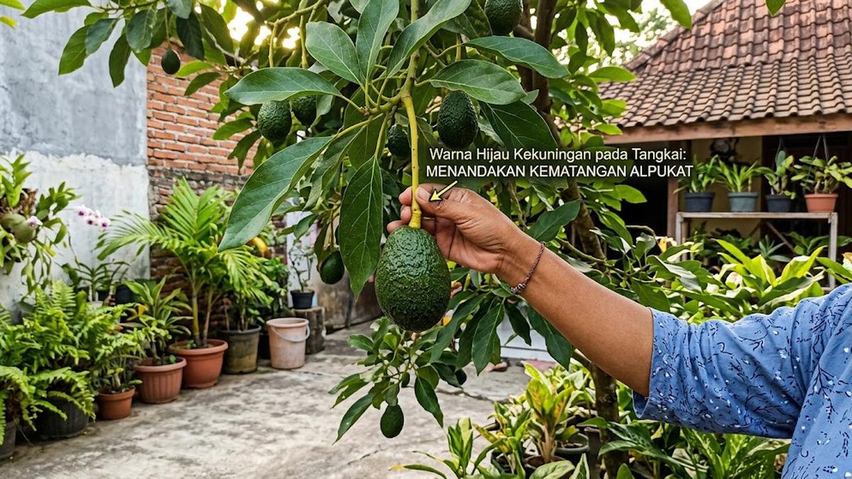 Arti Warna Tangkai pada Alpukat, Penanda Buah Siap Dimakan atau Belum